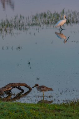 Sri Lanka 'daki Bundala Ulusal Parkı' nda büyük taş kıvrımı..