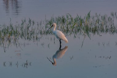 Sri Lanka 'daki Bundala Ulusal Parkı' nda küçük bir balıkçıl.
