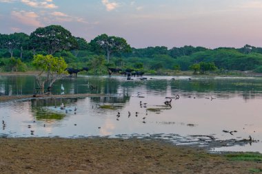 Kuşlar Sri Lanka 'daki Bundala Ulusal Parkı' ndaki bataklıklarda banyo yapıyorlar..