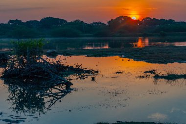 Kuşlar Sri Lanka 'daki Bundala Ulusal Parkı' ndaki bataklıklarda banyo yapıyorlar..
