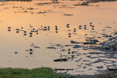 Kuşlar Sri Lanka 'daki Bundala Ulusal Parkı' ndaki bataklıklarda banyo yapıyorlar..