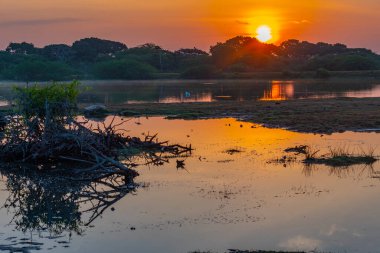 Sri Lanka 'daki Bundala Milli Parkı' ndaki bataklıklar.