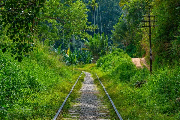Železniční Trať Stráni Mezi Čajovými Plantážemi Srí Lance — Stock fotografie