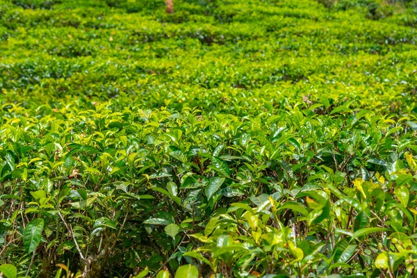 Detalhe Plantas Chá Sri Lanka — Fotografia de Stock