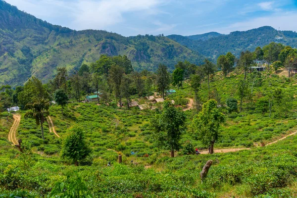 スリランカのエラの小さなアダムのピークを囲む茶畑 — ストック写真