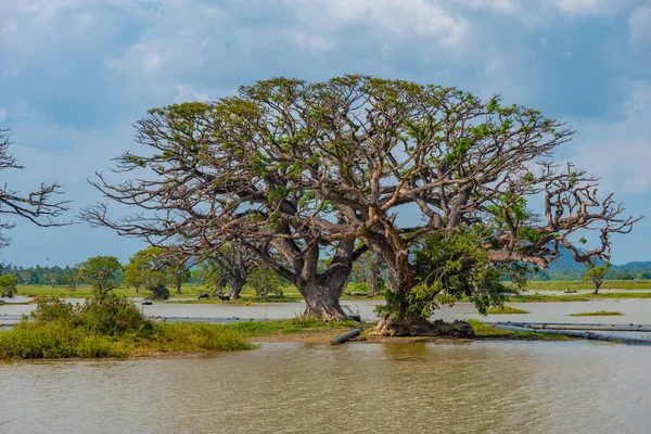 stock image Tissa Weva lake at Sri Lanka.