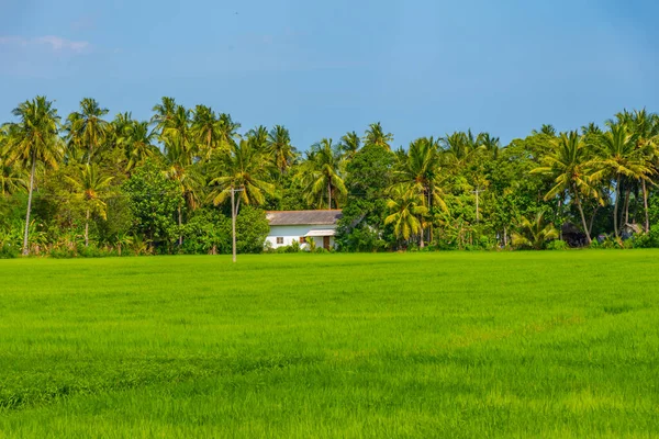 在阳光灿烂的日子里 斯里兰卡蒂萨玛哈拉马的稻田 — 图库照片