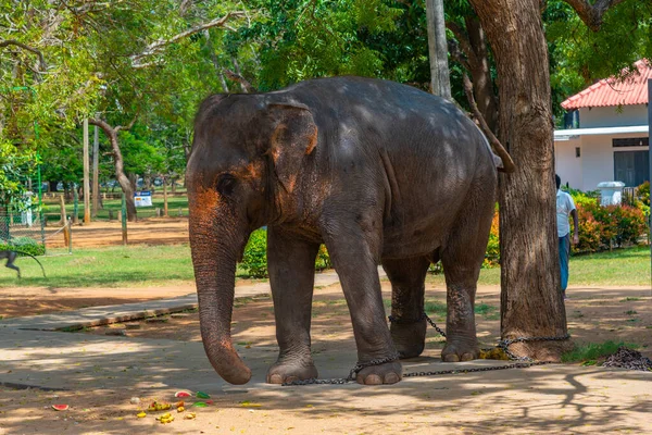 Слон Прикован Цепью Дереву Катарагаме Шри Ланка — стоковое фото