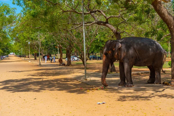 Elepahnt Acorrentado Uma Árvore Kataragama Sri Lanka — Fotografia de Stock
