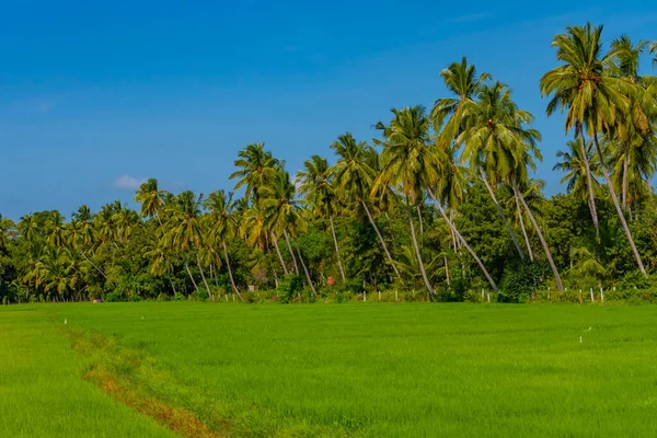 Рисові Поля Тіссамахарамі Шрі Ланка Сонячний День — стокове фото