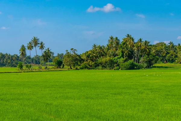Рисові Поля Тіссамахарамі Шрі Ланка Сонячний День — стокове фото