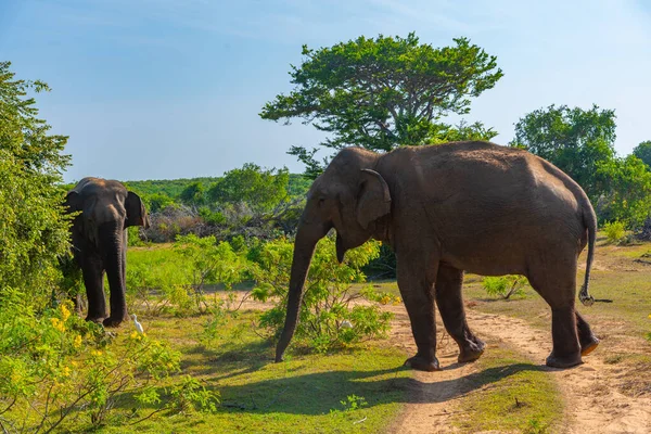 Aziatische Olifanten Het Nationale Park Bundala Sri Lanka — Stockfoto