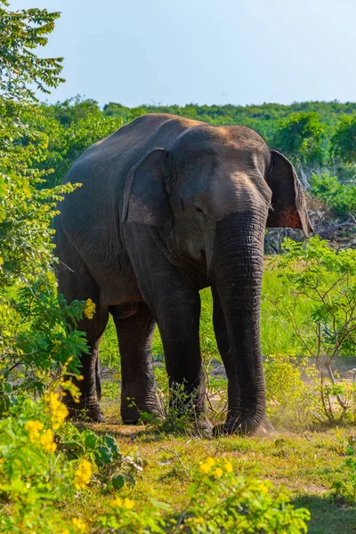 stock image Asian elephants at Bundala national park in Sri Lanka.