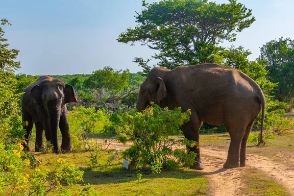 Азиатские Слоны Национальном Парке Бундала Шри Ланке — стоковое фото