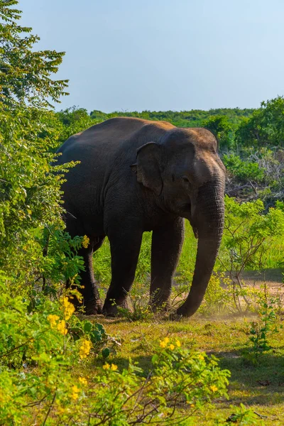 Азиатские Слоны Национальном Парке Бундала Шри Ланке — стоковое фото
