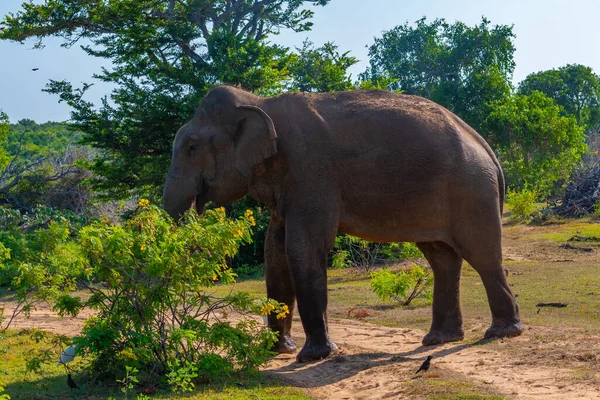 Aziatische Olifanten Het Nationale Park Bundala Sri Lanka — Stockfoto
