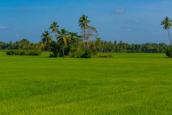 Câmpuri Orez Tissamaharama Sri Lanka Timpul Unei Zile Însorite — Fotografie, imagine de stoc