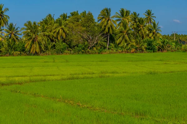 Rijstvelden Tissamaharama Sri Lanka Tijdens Een Zonnige Dag — Stockfoto