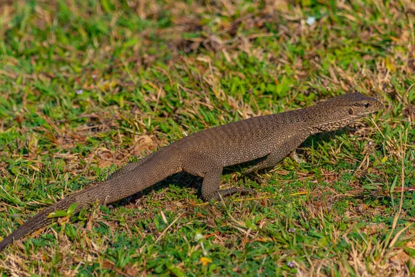Bengal Monitor Lizard Bundala National Park Sri Lanka — Stock Photo, Image