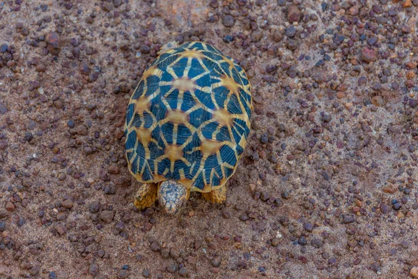 Star Tortoise Bundala National Park — стокове фото