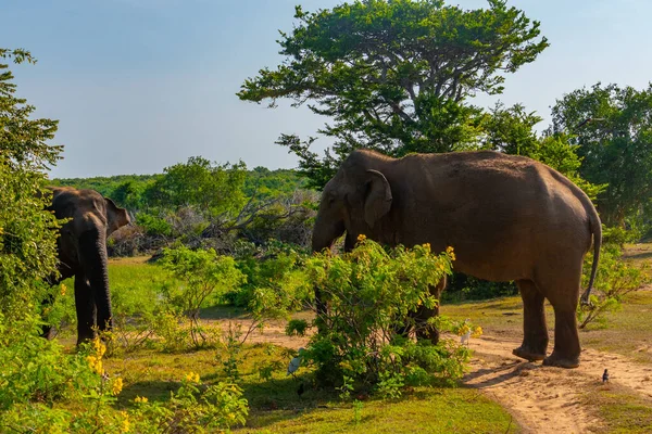 Asiatische Elefanten Bundala Nationalpark Sri Lanka — Stockfoto
