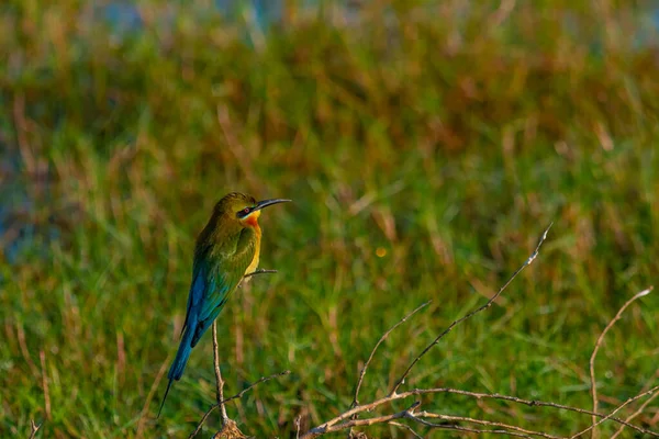 stock image Blue-tailed Bee-eater at Bundala national park in Sri Lanka.