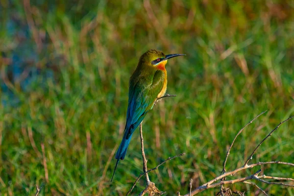 Kék Farkú Méhevő Bundala Nemzeti Parkban Srí Lankán — Stock Fotó