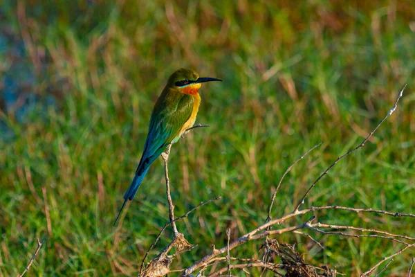 Kék Farkú Méhevő Bundala Nemzeti Parkban Srí Lankán — Stock Fotó