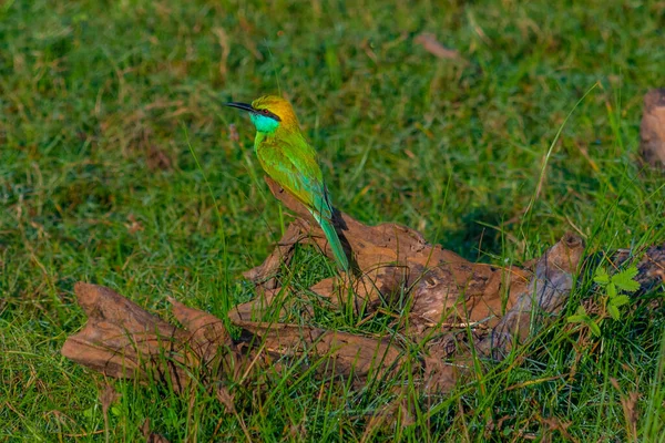 Kis Zöld Méhevő Bundala Nemzeti Parkban Srí Lankán — Stock Fotó