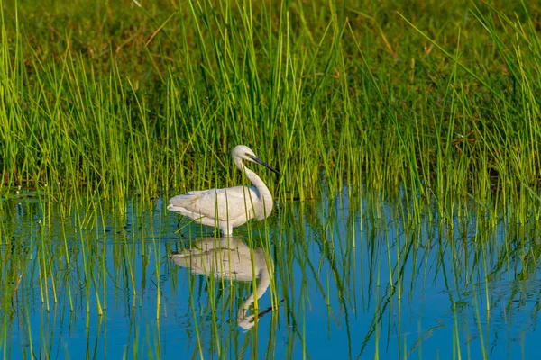 斯里兰卡邦达拉国家公园的小白鹭 — 图库照片