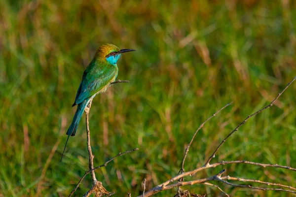 Mały Zielony Bee Eater Parku Narodowym Bundala Sri Lance — Zdjęcie stockowe