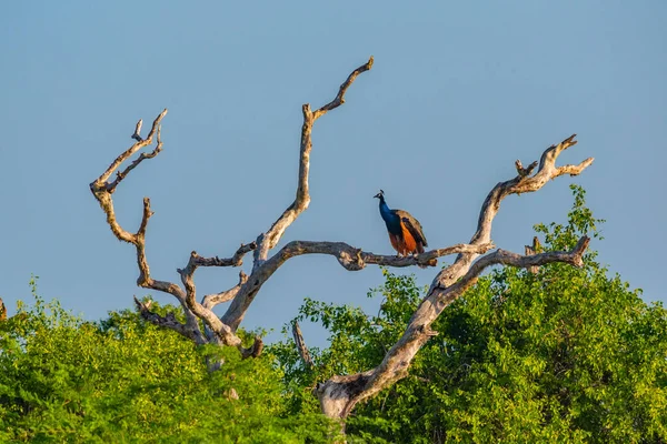 Indische Pfaue Bundala Nationalpark Sri Lanka — Stockfoto