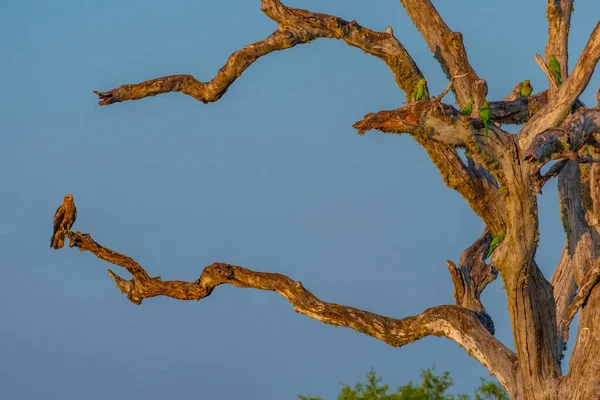 Bažiny Národním Parku Bundala Srí Lance — Stock fotografie