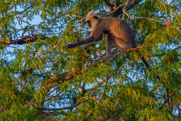 stock image Purple-faced langurs at Bundala national park in Sri Lanka.