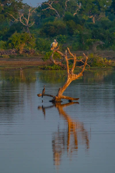 stock image Spot-billed Pelican at Bundala national park in Sri Lanka.