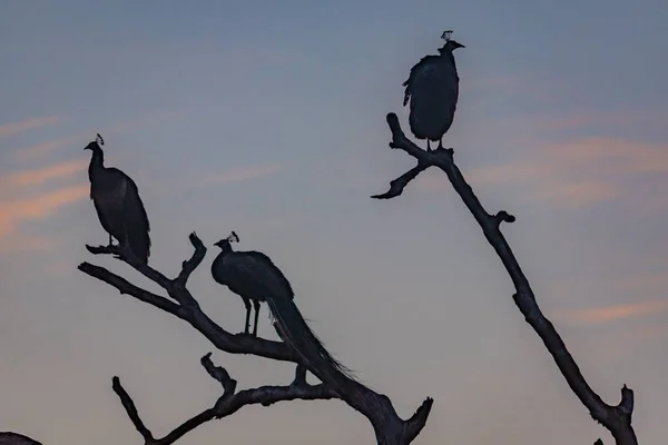 Indian Peafowl Bundala National Park Sri Lanka — стокове фото