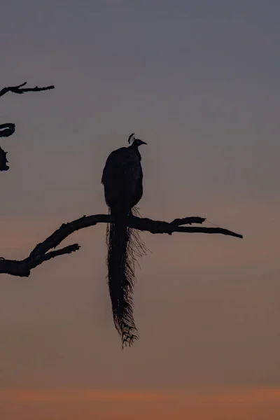 Indian Peafowl Národním Parku Bundala Srí Lance — Stock fotografie