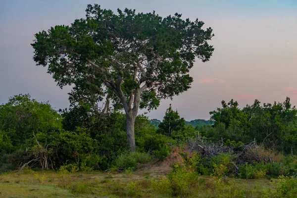 stock image Marshes at Bundala national park in Sri Lanka.