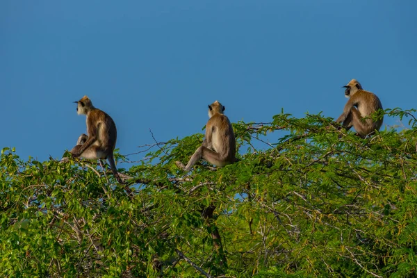 stock image Purple-faced langurs at Bundala national park in Sri Lanka.