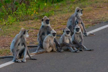 Sri Lanka 'daki Bundala Ulusal Parkı' nda mor yüzlü langurlar.