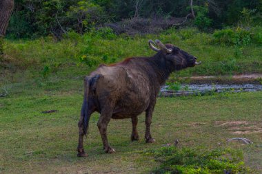 Sri Lanka 'daki Yala Ulusal Parkı' nda vahşi su bufaloları..