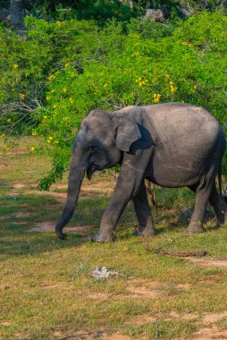 Sri Lanka 'daki Yala Ulusal Parkı' nda Asya filleri.