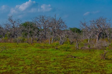 Sri Lanka 'daki Yala Milli Parkı' ndaki bataklıklar.