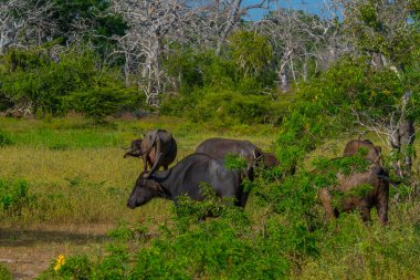 Sri Lanka 'daki Yala Ulusal Parkı' nda vahşi su bufaloları..