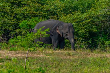 Sri Lanka 'daki Yala Ulusal Parkı' nda Asya filleri.