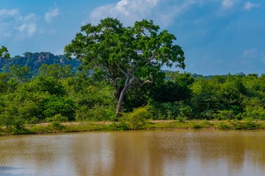 Sri Lanka 'daki Yala Milli Parkı' ndaki bataklıklar.