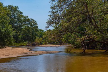 Sri Lanka 'daki Yala Milli Parkı' ndaki bataklıklar.