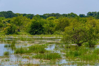 Sri Lanka 'daki Yala Milli Parkı' ndaki bataklıklar.