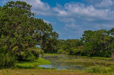 Sri Lanka 'daki Yala Milli Parkı' ndaki bataklıklar.
