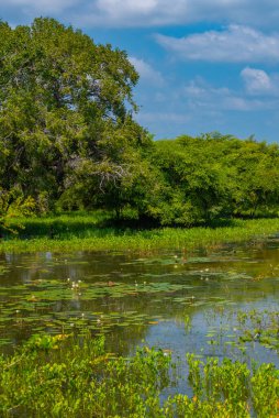 Sri Lanka 'daki Yala Milli Parkı' ndaki bataklıklar.